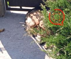 Sprzedam 3 letnia sukę owczarka niemieckiego oraz 4 miesięczną sunie owczarka niemieckiego