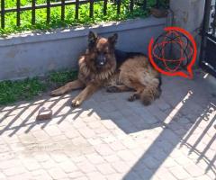 Sprzedam 3 letnia sukę owczarka niemieckiego oraz 4 miesięczną sunie owczarka niemieckiego