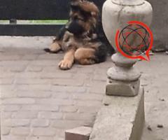 Sprzedam 3 letnia sukę owczarka niemieckiego oraz 4 miesięczną sunie owczarka niemieckiego