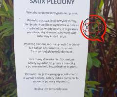 Wierzby plecione