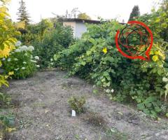 Ogródek dzialkowy