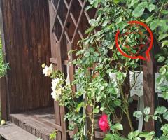 Sprzedaję ogródek działkowy w Ziemięcicach