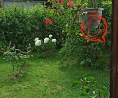 Sprzedaję ogródek działkowy w Ziemięcicach