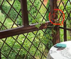Sprzedaję ogródek działkowy w Ziemięcicach