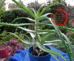 Aloes leczniczy kaktus sukulent domowy