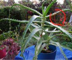 Aloes leczniczy kaktus sukulent domowy