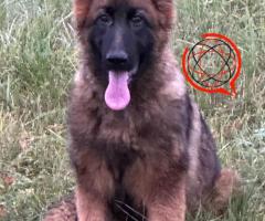 Suczka owczarek niemiecki