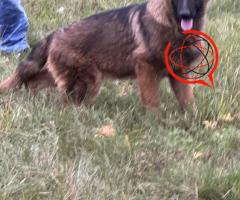 Suczka owczarek niemiecki