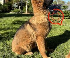 Suczka owczarek niemiecki