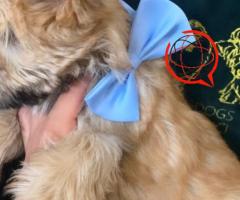 Yorkshire Terrier - Ocean Pearl- Samiec :)
