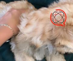 Yorkshire Terrier - Ocean Pearl- Samiec :)