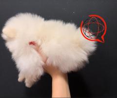 Szpic miniaturowy Pomeranian MINI Suczka