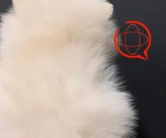 Szpic miniaturowy Pomeranian MINI Suczka