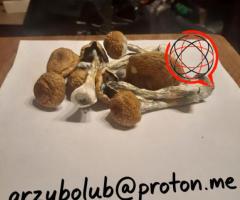 Grzybki McKennaii