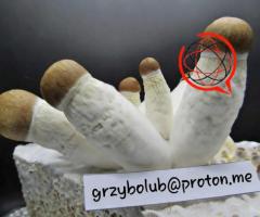 Grzybki Penis Envy
