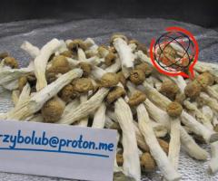 Grzybki Penis Envy