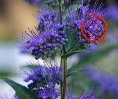 Barbula - Mroczny rycerz. KOBALTOWA - kolor przepiękny.