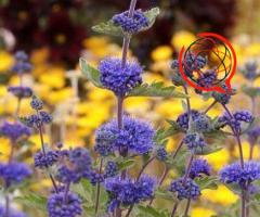 Barbula - Mroczny rycerz. KOBALTOWA - kolor przepiękny.