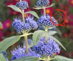 Barbula - Mroczny rycerz. KOBALTOWA - kolor przepiękny.