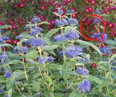 Barbula - Mroczny rycerz. KOBALTOWA - kolor przepiękny.