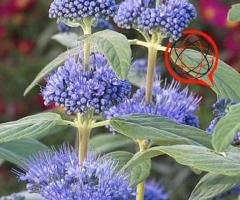 Barbula - Mroczny rycerz. KOBALTOWA - kolor przepiękny.