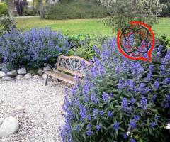 Barbula - Mroczny rycerz. KOBALTOWA - kolor przepiękny.